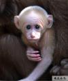 01－DSC_0430-出生才10天的婴猴。