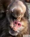07-DSC_3767 1－猴宝宝在给妈妈“理毛”。